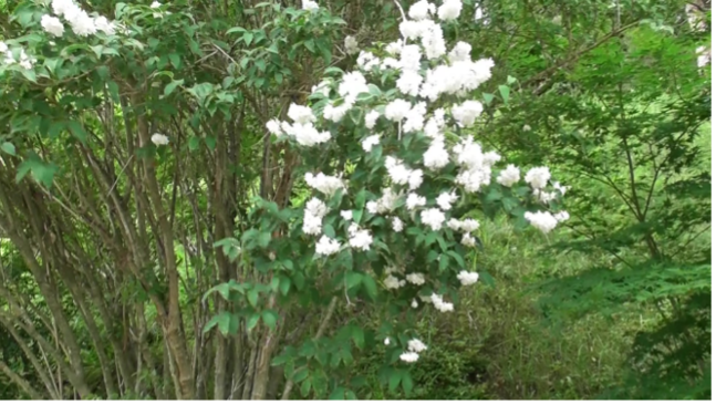 平泉に咲く卯の花